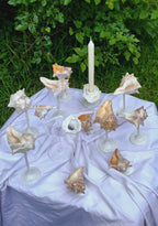 Conch Shell Wine / Martini Glass